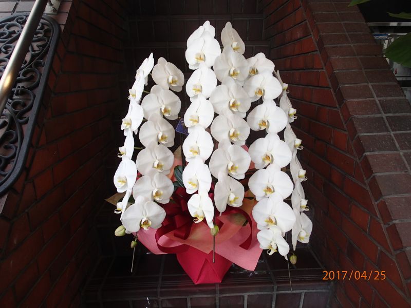 画像1: 胡蝶蘭　F-2 (1)
