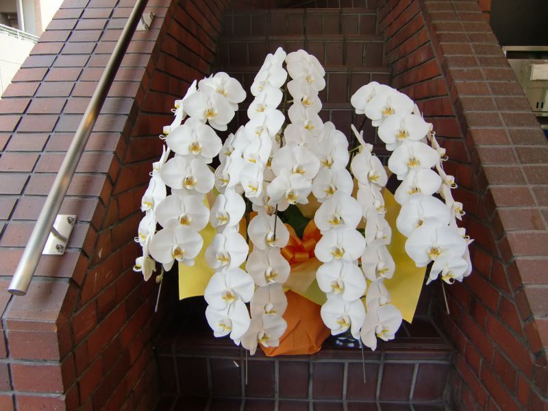 画像1: 胡蝶蘭　F-5 (1)