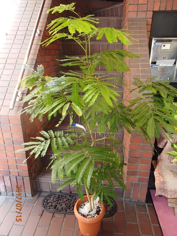 画像1: 観葉植物　G-6　　エバーフレッシュ (1)